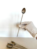 Art Deco Scalloped Mint Julep Spoons